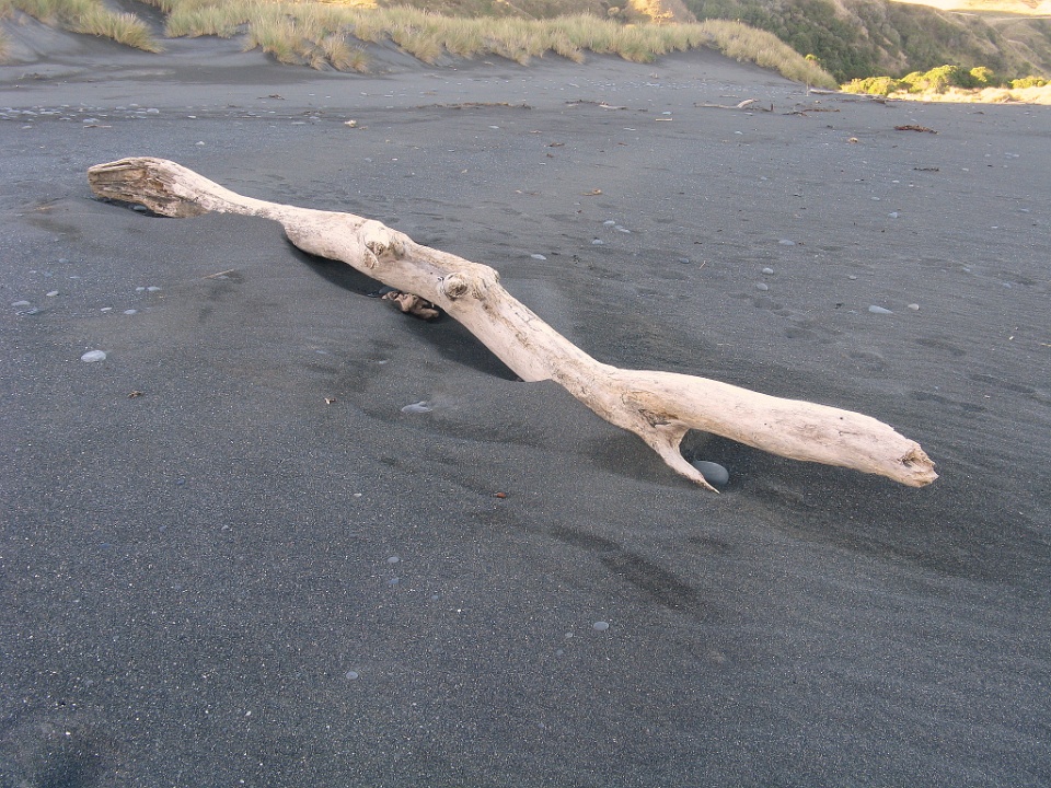 Driftwood Caught in the Sand